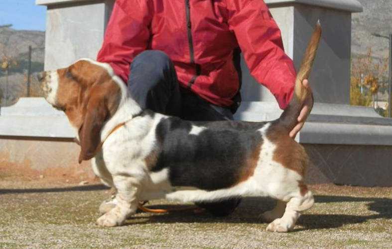 Nice Girl Olea Bull´s | Basset Hound 