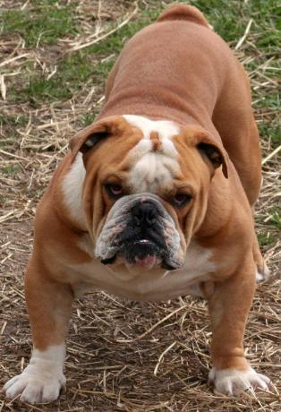 Tompkin's Shorty Big Head | Olde English Bulldogge 