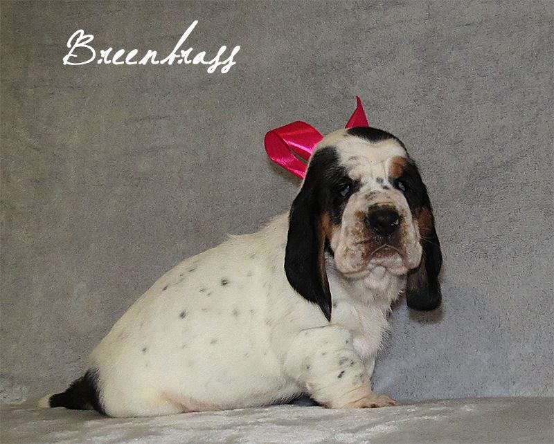 Shine By Snow Siberia BREENBRASS | Basset Hound 