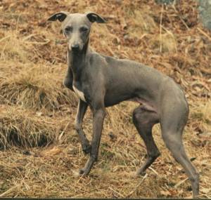 Nash De Shirkan | Italian Greyhound 