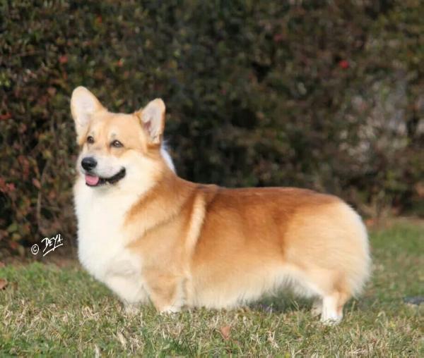 Angel (at PEMSLIFE) | Pembroke Welsh Corgi 
