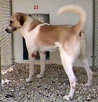 Breezy Way's Hurriyet Bay of Birinci | Anatolian Shepherd Dog 