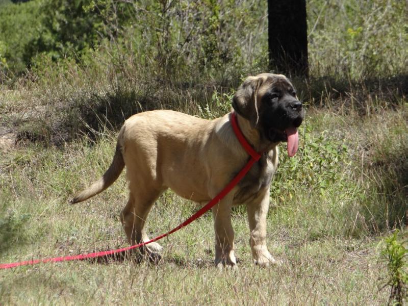 HERMIONE LONDON LEGANSY (FLORES) | Mastiff 