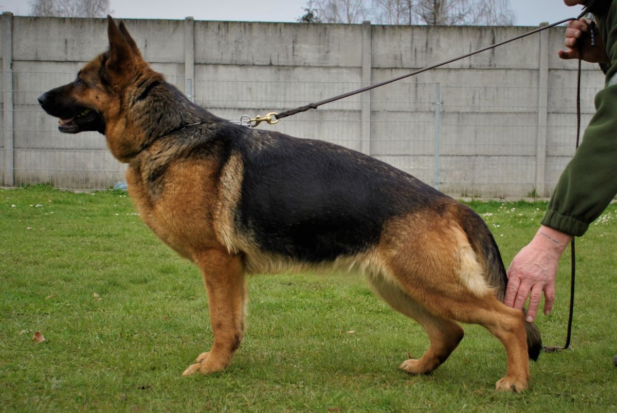 OBRA z Krywlan | German Shepherd Dog 