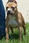 Trues Look Whos Shooting Now | American Pit Bull Terrier 