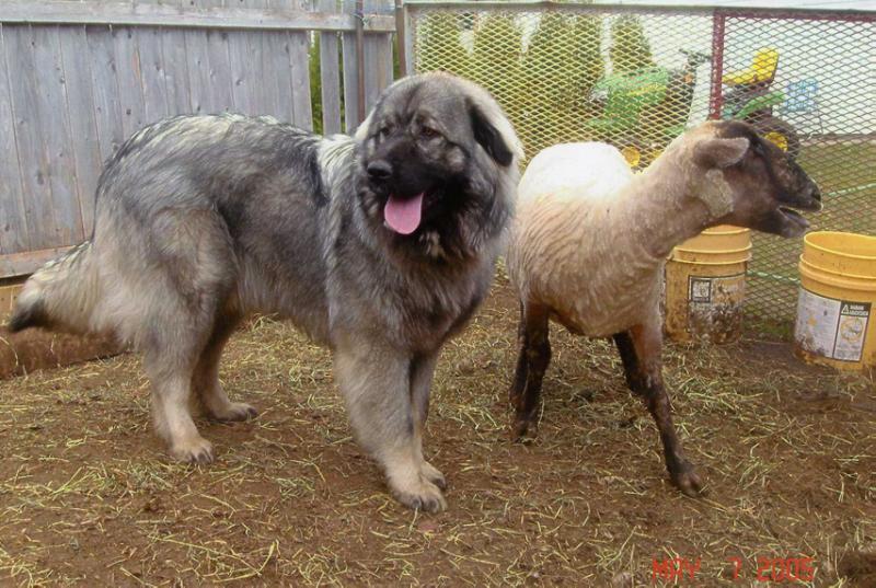 Dona od Mak Mavrovo | Yugoslavian Shepherd Dog-Sarplaninac 