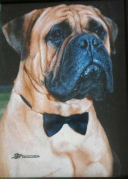 JRM Piropo de Thelesis Hashem | Bullmastiff 