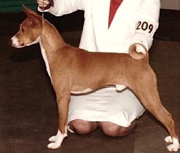 Sonbar's Celestial Kaus | Basenji 