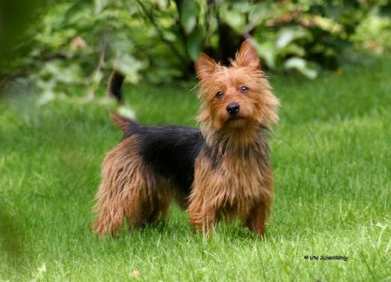 Ivy Suzy von der Turlmuhle | Australian Terrier 