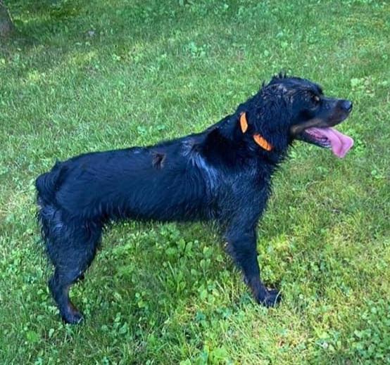 PAM des Chefs de Rang | Brittany 