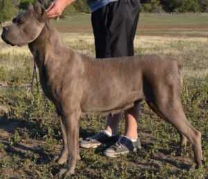 ANTICO'S ECHO | Cane Corso 