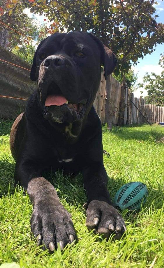 Pericoloso Ungarico Berengar | Cane Corso 