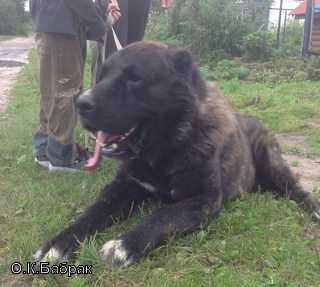 ORTODOKS KONVENT BABRAK | Central Asian Shepherd Dog 