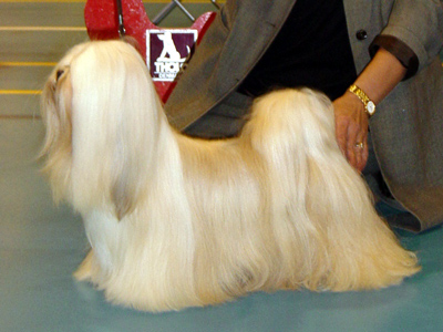 Medoc Brain And Beauty | Lhasa Apso 