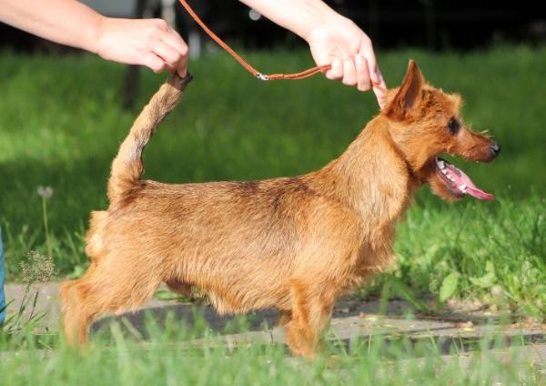 Snezhnoe Tango Oskar Red Bull | Australian Terrier 