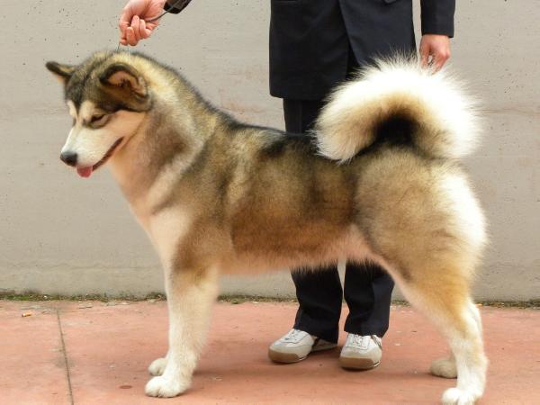 SummerNightCity | Alaskan Malamute 