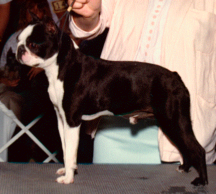 Bandit's Prancing Black Magic,ROM | Boston Terrier 