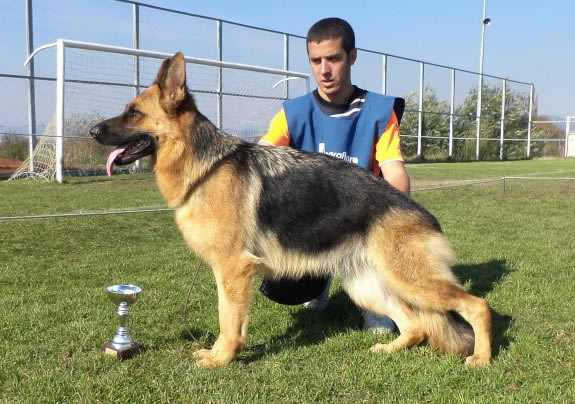Massima Von Howard | German Shepherd Dog 