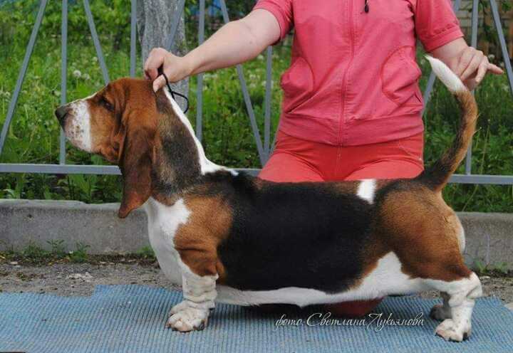 Kolani La Fleur de Lis | Basset Hound 