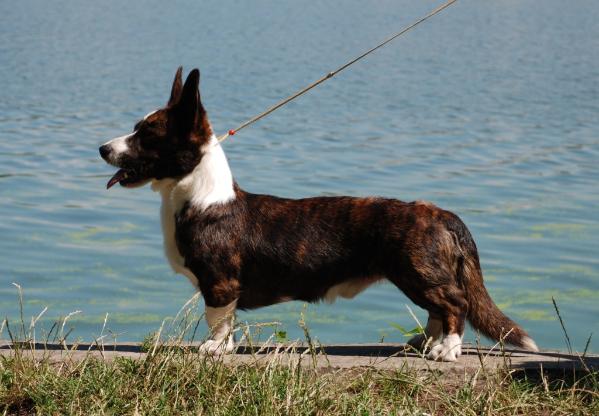 Cool Sunny Gaucho | Cardigan Welsh Corgi 