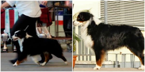 Brassy Acres Lil Rex | Australian Shepherd 