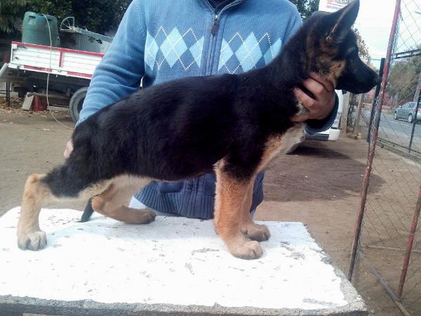 Alba von der Ferca | German Shepherd Dog 