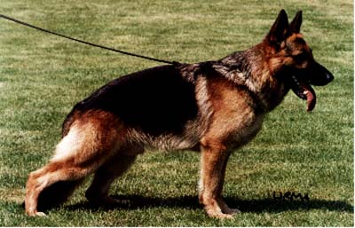 Karats Ricko | German Shepherd Dog 