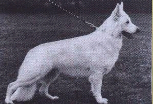 Admiral of White Ivory | White Swiss Shepherd Dog 