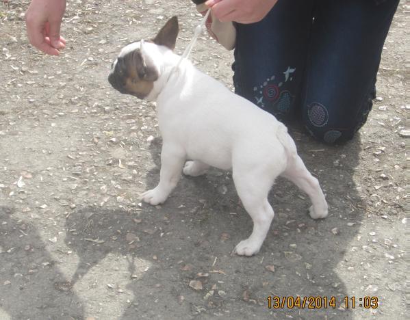 Zhudi Grand Bulldog | French Bulldog 