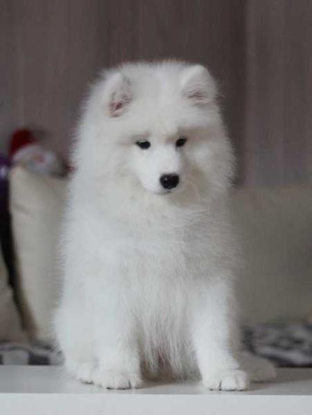 Siberian Love ELEMENT OF JOY | Samoyed 