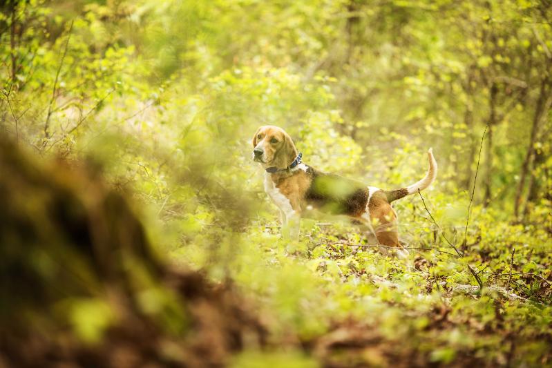 Tucker Bottom's Stryker | Beagle 