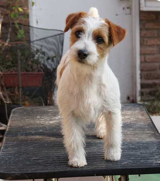 XIXAO Z HRADU PIHLOV | Jack Russell Terrier 