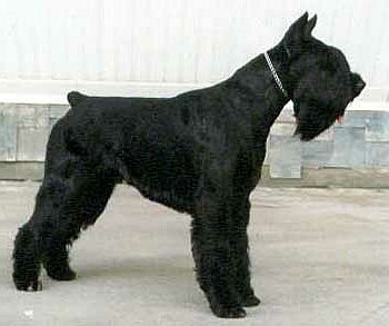 Zoco de Clotet | Giant Schnauzer 