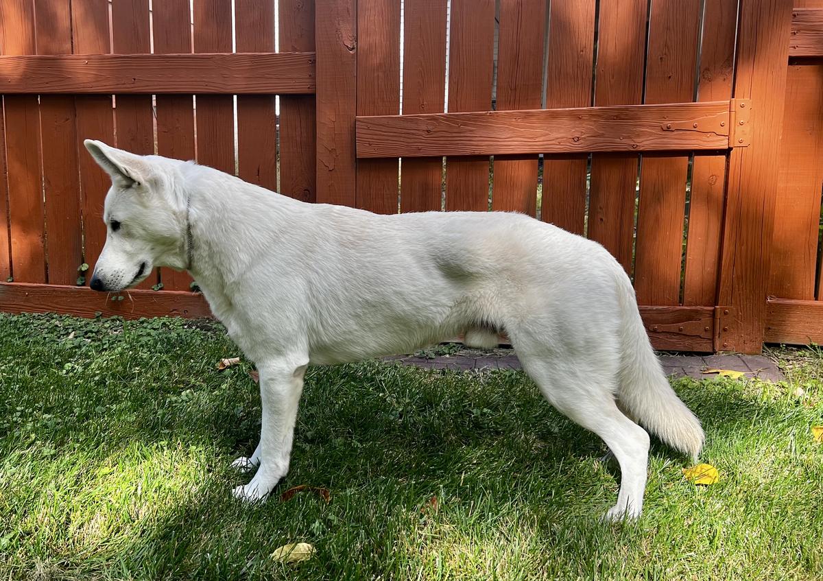 Wynter Spirit's Bringer Of Light | White Swiss Shepherd Dog 