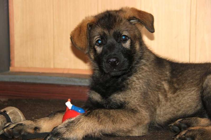 Avrora Aleksandrovskaj znatj | German Shepherd Dog 