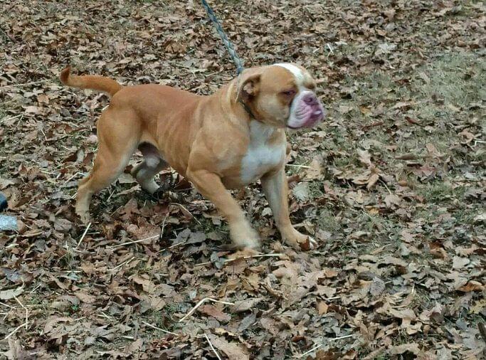 XSB's Boo Boo | Olde English Bulldogge 