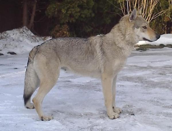 Intifada Malý Bysterec | Czechoslovakian Wolfdog 