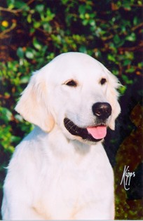 Xanthos Effervescent | Golden Retriever 