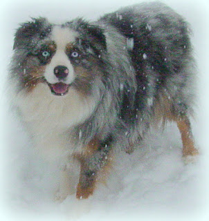Timberline's Silver Tongued Devil | Australian Shepherd 