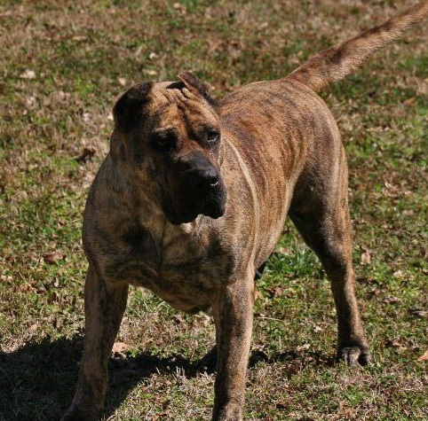 Iris De Canmuc | Perro de Presa Canario 