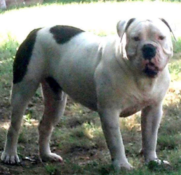 BMK Diesel | Olde English Bulldogge 