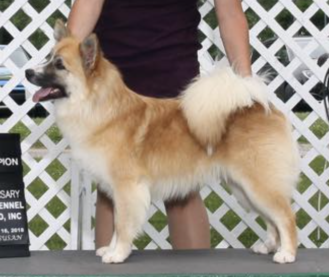 Caradoc's Pushin' Back | Icelandic Sheepdog 
