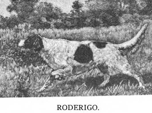 Roderigo (003514 Vol. III) | English Setter 