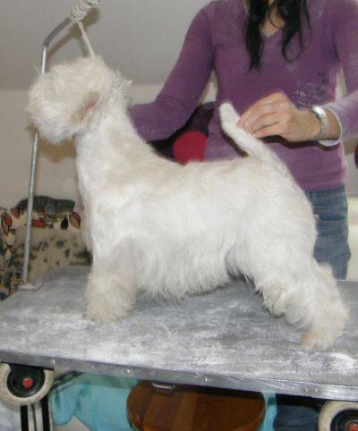 SITA Whisk Westie | West Highland White Terrier 