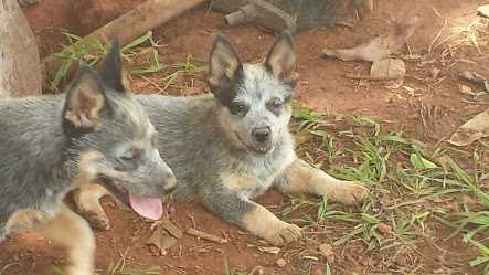 GUAPA BLUE HEELER SELIVON | Australian Cattle Dog 