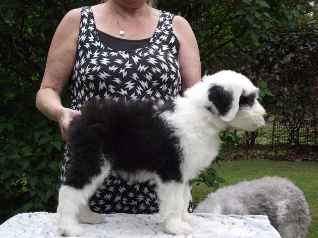 Stoneyroydes Nia's Radiance | Old English Sheepdog 