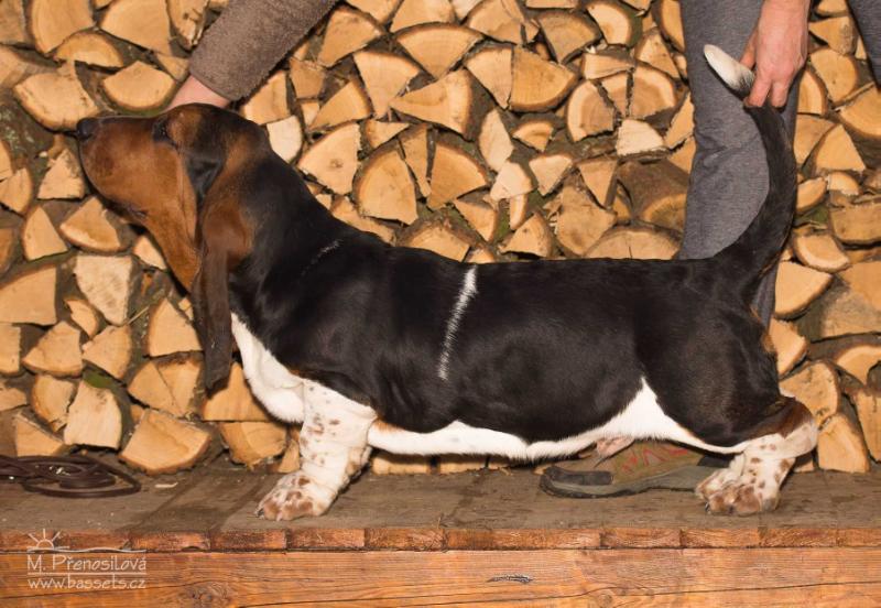 Xavier Lady Barnett's | Basset Hound 