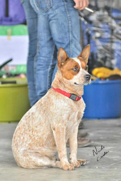 Koori | Australian Cattle Dog 