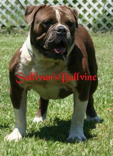 Sullivan's Blue Bullvine | Olde English Bulldogge 