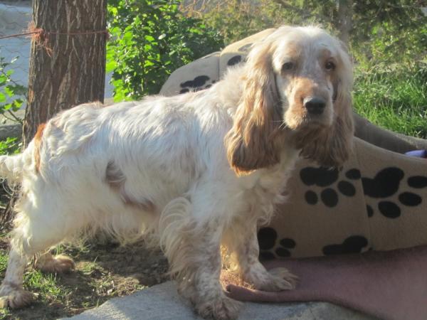 buget | English Cocker Spaniel 